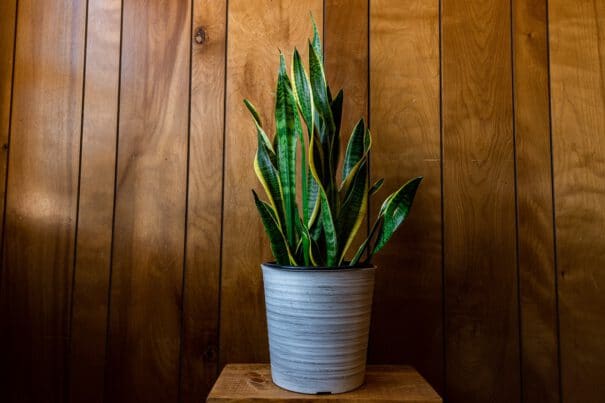 - houseplant with long leaves pot against wooden wall lights - ภาพที่ 9