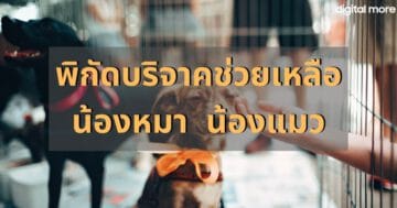 - donate to help dogs cover - ภาพที่ 3