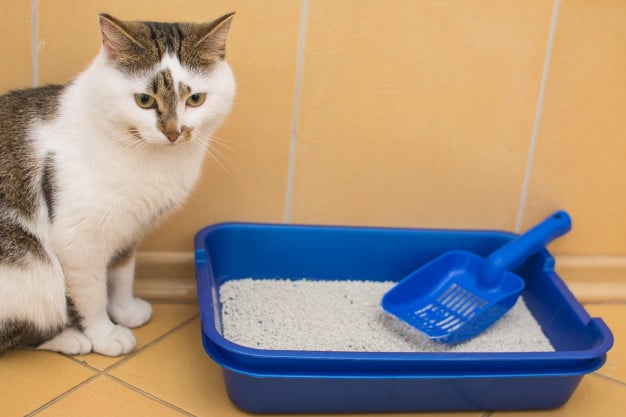 ฝึกแมวเข้าห้องน้ำ - cat 03 - ภาพที่ 5