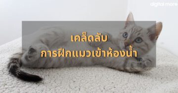 - toilet train your cat cover - ภาพที่ 32