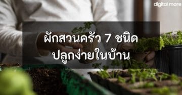 - home grown vegetable cover - ภาพที่ 27