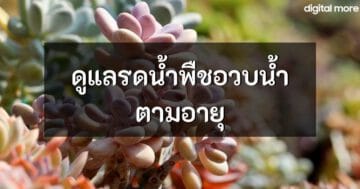 - how to water succulent plants cover - ภาพที่ 1