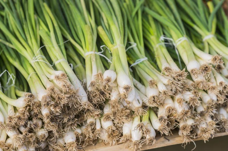- neat row spring onions bundled with red elastic ready sale market spring onion ripe spring green onion green onion leaves - ภาพที่ 13