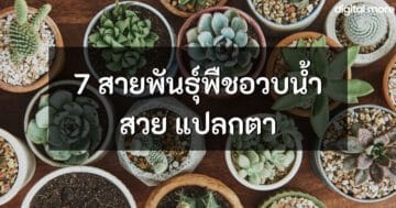 - recommended succulent plants cover - ภาพที่ 3