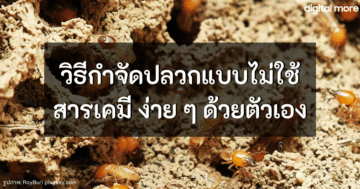 การครอบแก้ว - all natural ways of eliminating termites cover - ภาพที่ 29