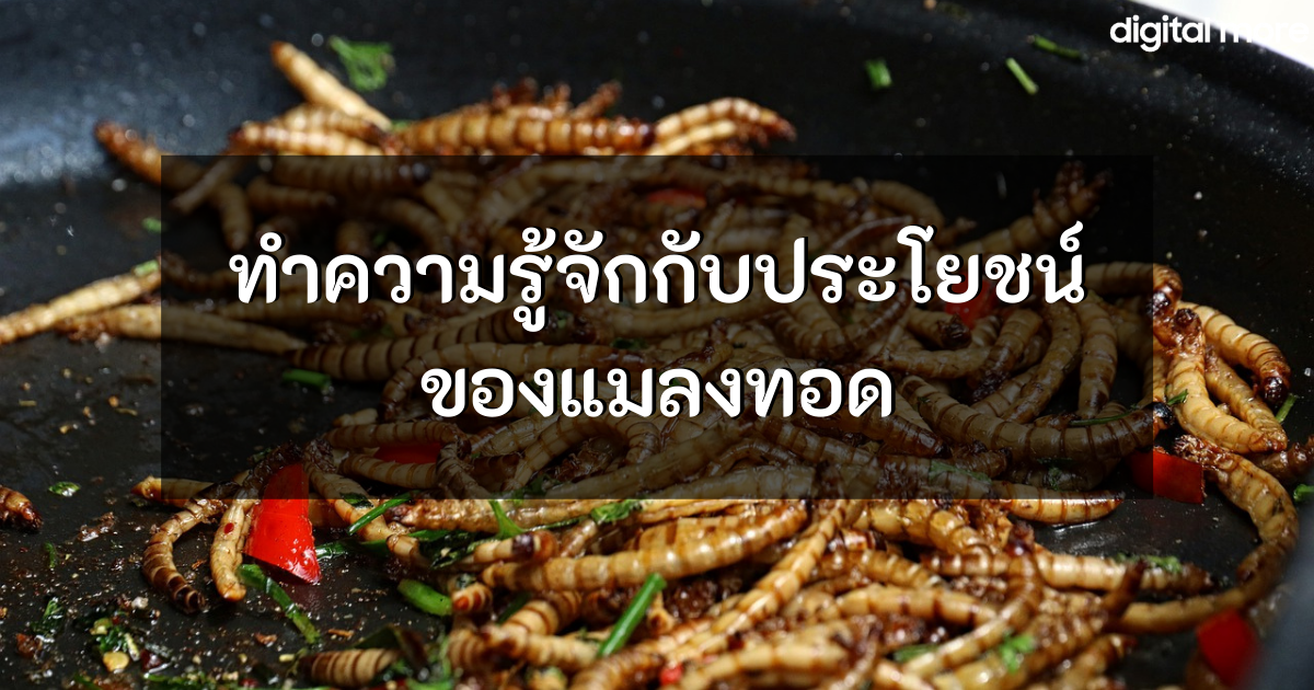 - Frying insects cover - ภาพที่ 1
