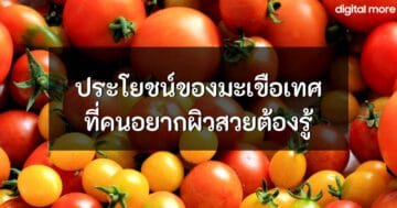- tomatoes cover - ภาพที่ 39