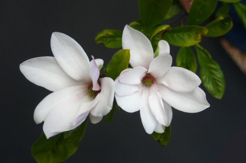 ความหมายของดอกไม้ - magnolia g4533d6334 1280 - ภาพที่ 7