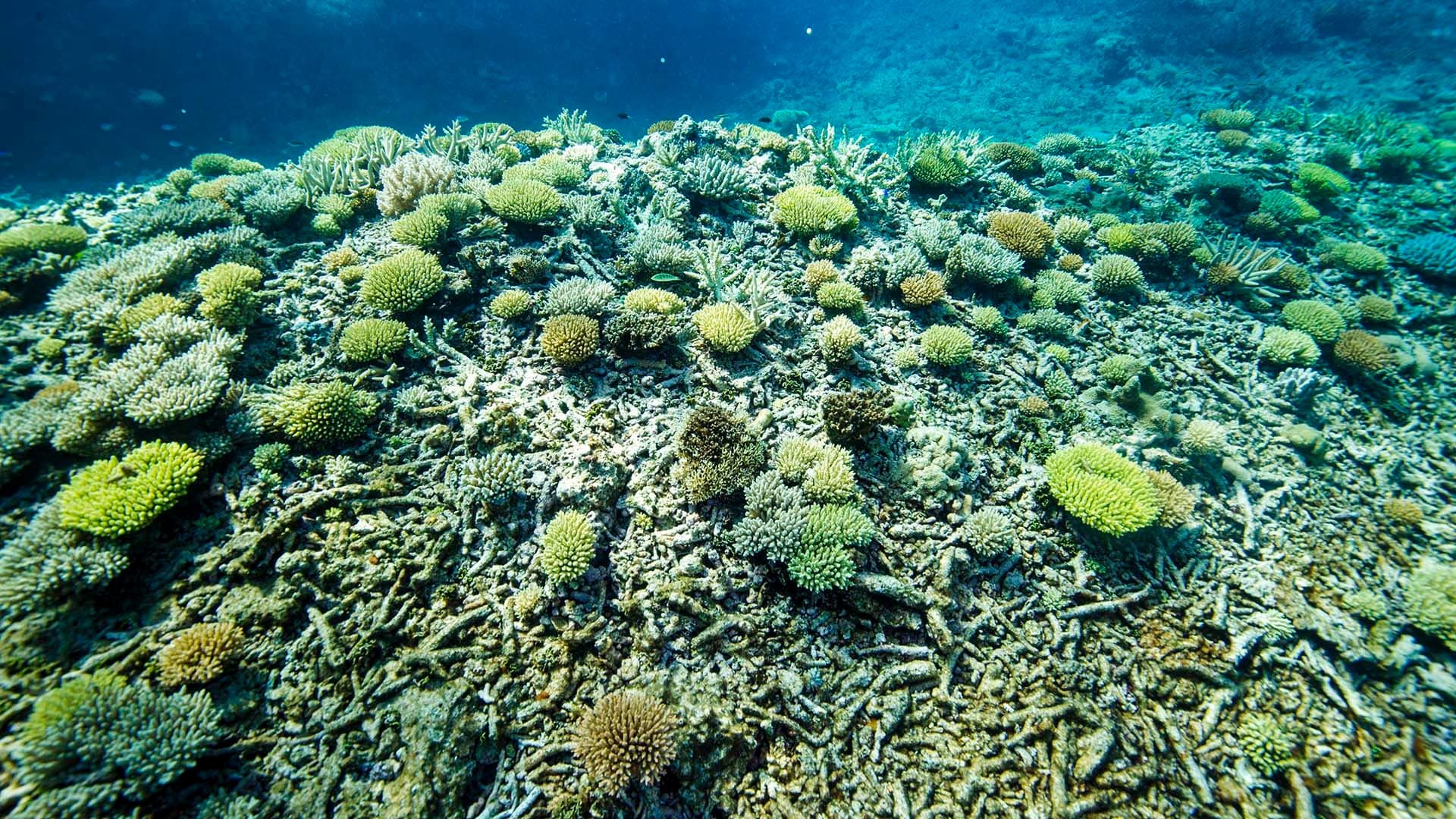 - Great Barrier Reef 2 tn - ภาพที่ 5