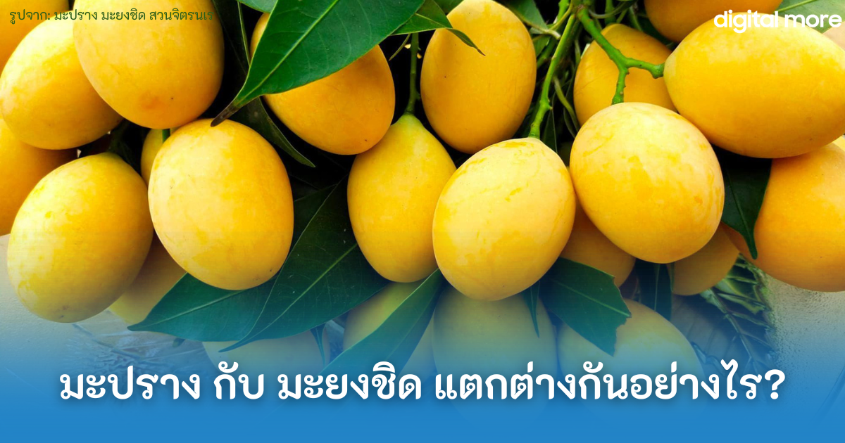 มะปราง กับ มะยงชิด - marian plum plum mango cover 1 - ภาพที่ 1