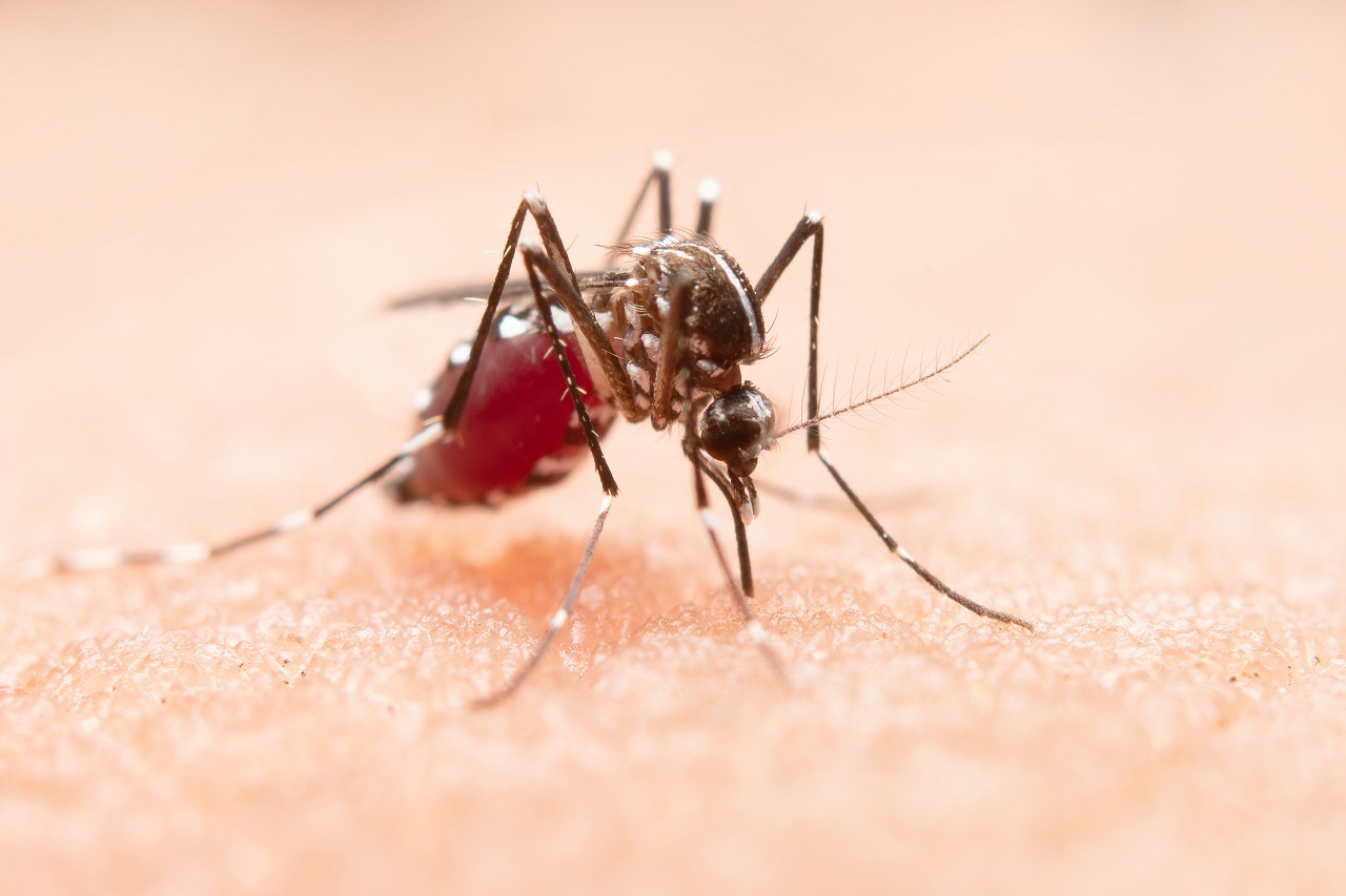 Dengue fever - mosquito - picture 1