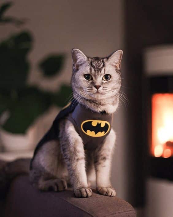 30 ไอเดียแต่งตัว สุนัข และแมว พร้อมเสิร์ฟความน่ารัก ในเทศกาลฮาโลวีน 25