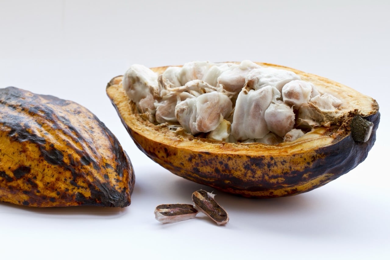 กินโกโก้ทุกวัน อันตรายไหม? - closeup shot cut cocoa plant white surface Large - ภาพที่ 3