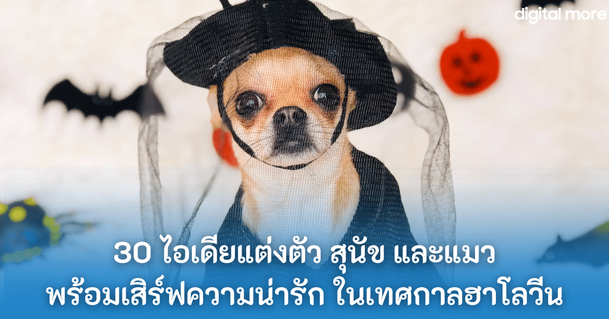 30 ไอเดียแต่งตัว สุนัข และแมว พร้อมเสิร์ฟความน่ารัก ในเทศกาลฮาโลวีน 1