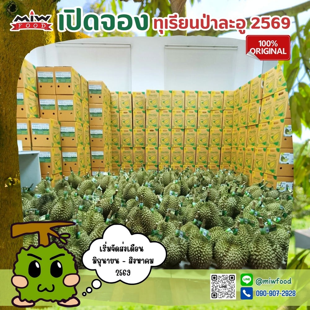 M.I.W. Food เปิดจอง “ทุเรียนหมอนทองป่าละอู” ปี 2569 เกรดพรีเมียม ส่งตรงจากสวนถึงหน้าบ้านคุณ