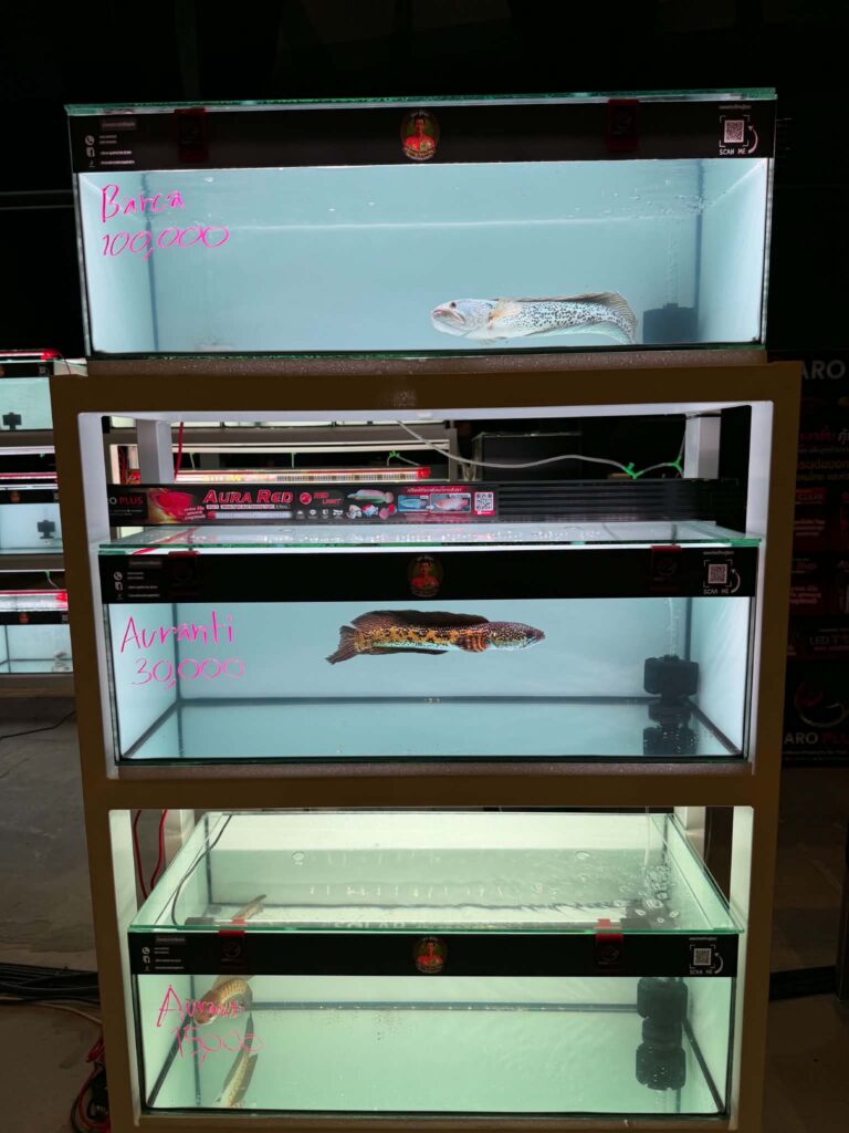 จับตา “พี่เป็ก Channa APEX” ผนึกกำลัง “เสี่ยฟลุ๊ค Fluke Fluke Farm” ลุ้นโปรเจกต์ใหม่เขย่าวงการปลาช่อนสวยงาม 3 Channa APEX 1 จับตา “พี่เป็ก Channa APEX” ผนึกกำลัง “เสี่ยฟลุ๊ค Fluke Fluke Farm” ลุ้นโปรเจกต์ใหม่เขย่าวงการปลาช่อนสวยงาม