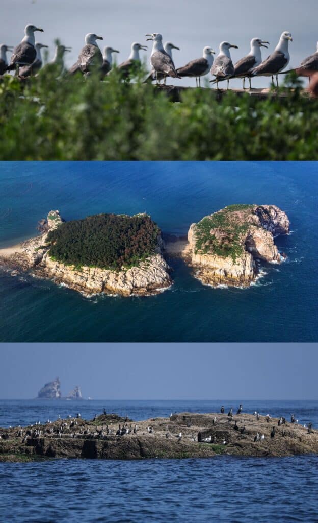 MAY PR 2026 07 30 151756 ถิ่นอาศัยของนกอพยพหมู่เกาะฉางซาน เมืองต้าเหลียน ขึ้นแท่นแหล่งมรดกโลกทางธรรมชาติ