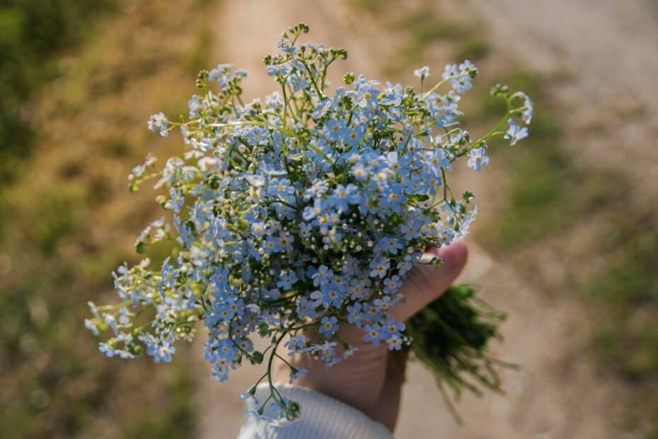 julia zyablova SySGB7Exnys unsplash รวม 7 ดอกไม้สื่อความหมายการแอบชอบ แทนความรู้สึกที่ยังไม่กล้าบอก
